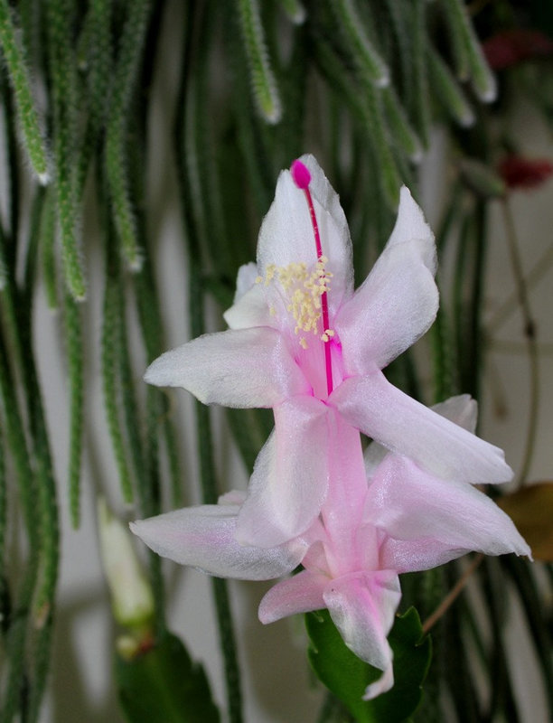 schlumbergera blanc rosé