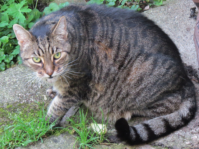 in the garden this morning