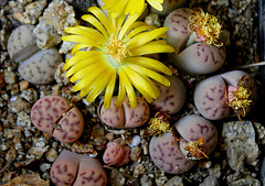 Lithops dinterii multipunctata