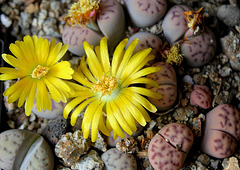 Lithops dinterii multipunctata 3