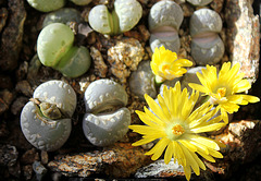 Lithops otzeniana 2