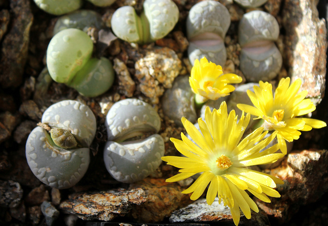 Lithops otzeniana 2