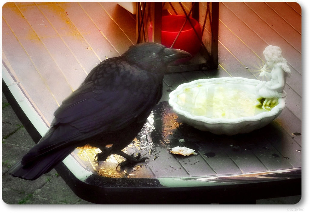 my ravencrow