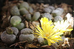 Lithops otzeniana