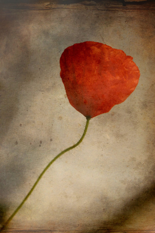 Coquelicot