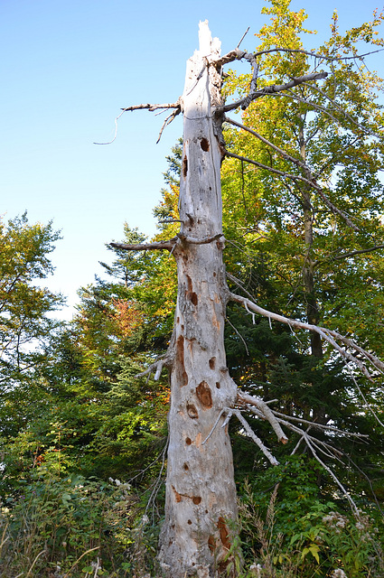 Arbre mort