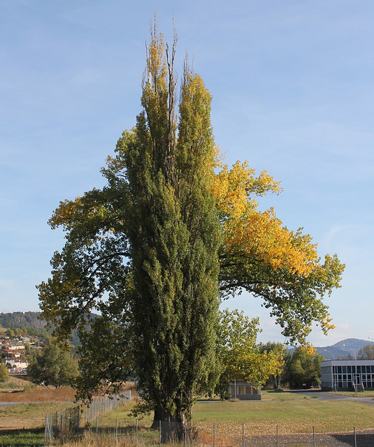 Un arbre peut en cacher un autre!