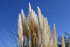 Graswedel im Sonnenlicht