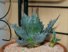 Agave montana Blue Ocean