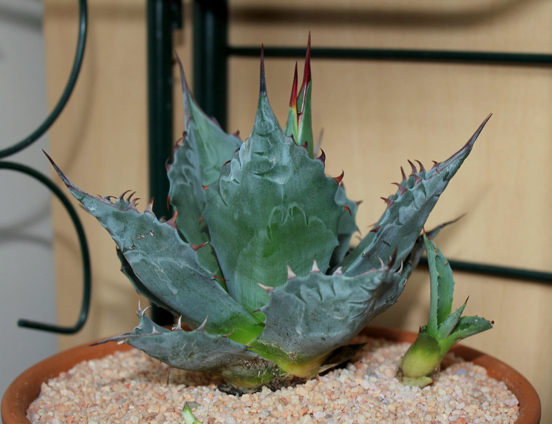 Agave montana Blue Ocean