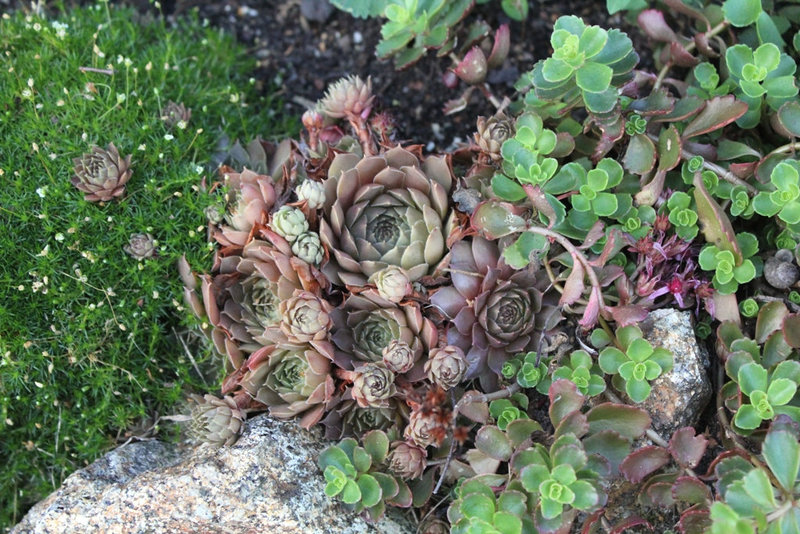 Sempervivum entre Sagine et Sedum spurium