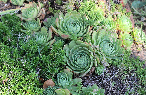 Sempervivum