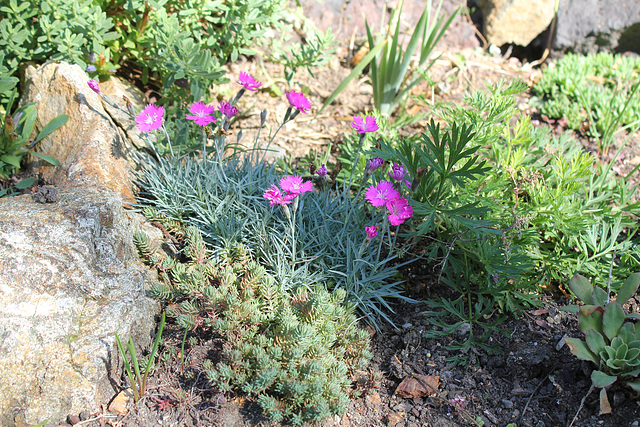 oeillet du granite et Sedum rupestre