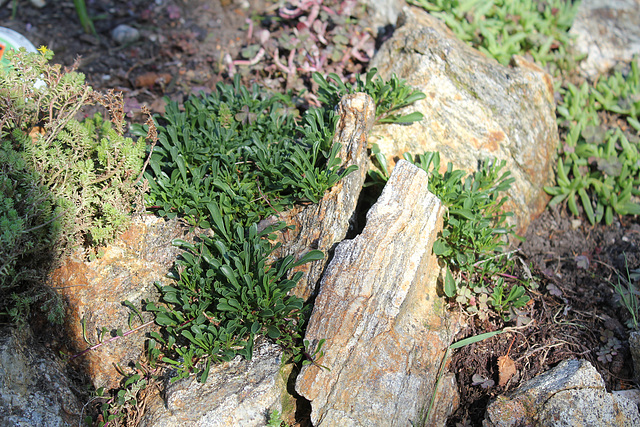 Globularia cordifolia