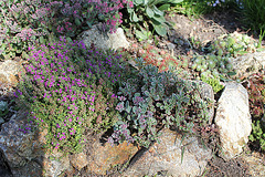 Thym serpolet et Sedum