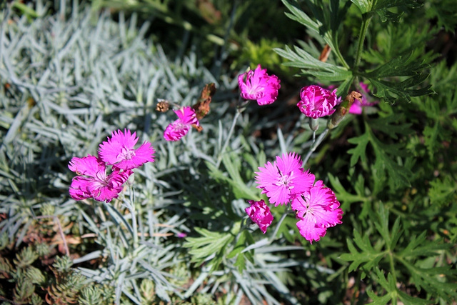 Dianthus gratianopolitanus