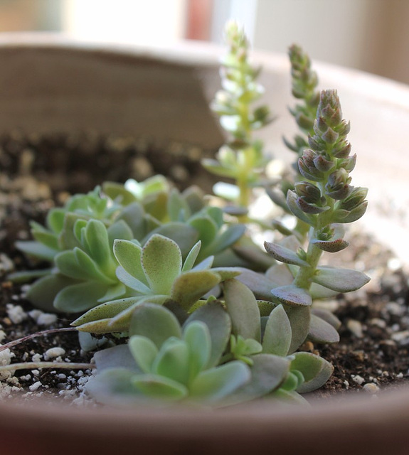 Orostachys  boehmeri ( keiko ?)