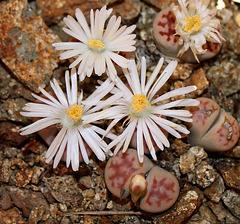 Tapis magique de lithops K. lateritia