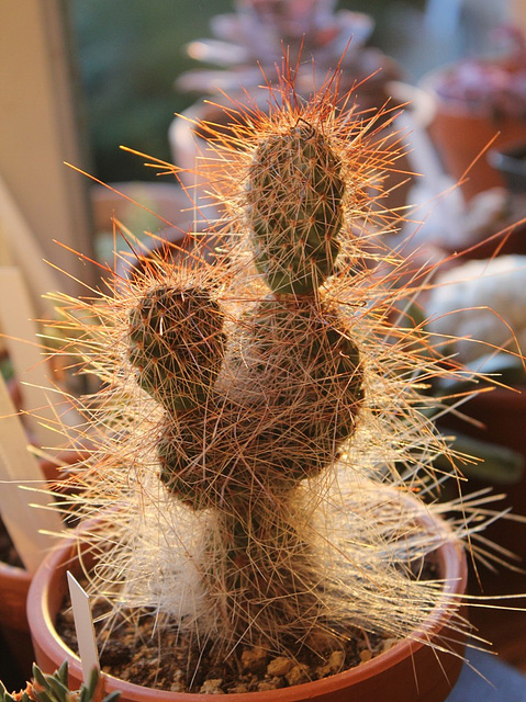 Opuntia hystricina v. ursina ( polyacantha)