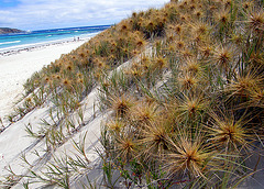 Dunes. South Australia