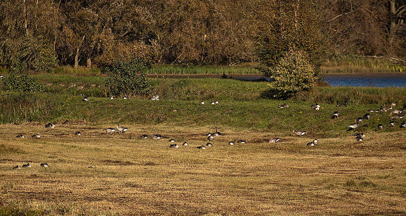 20111015 6670RAw [D-PB] Graugans