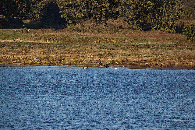 20111015 6668RAw [D-PB] Graugans, Kormoran