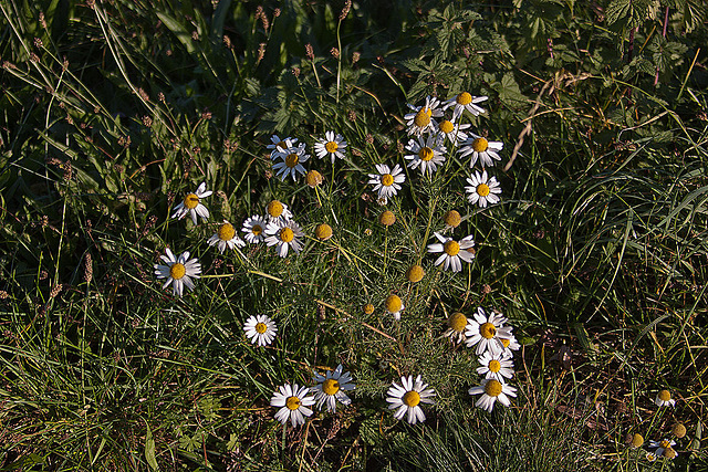 20111015 6659RAw [D-PB] Kamille, Delbrück