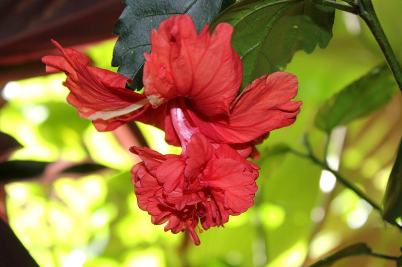 Hibiscus El Capitolio rouge