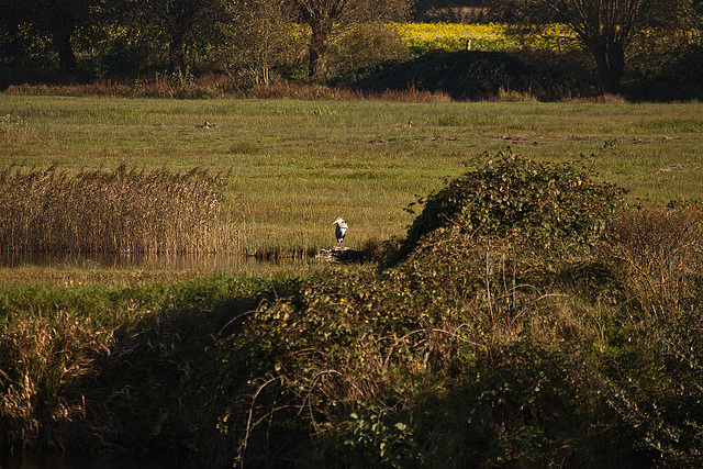 20111015 6656RAw [D-PB] Graureiher