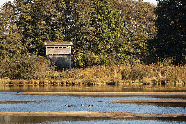 20111015 6654RAw Stockente, Vogelbeobachtungsturm