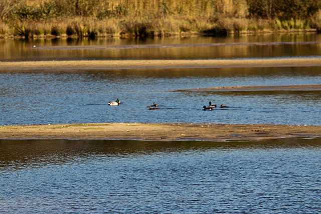 20111015 6653RAw [D-PB] Stockente