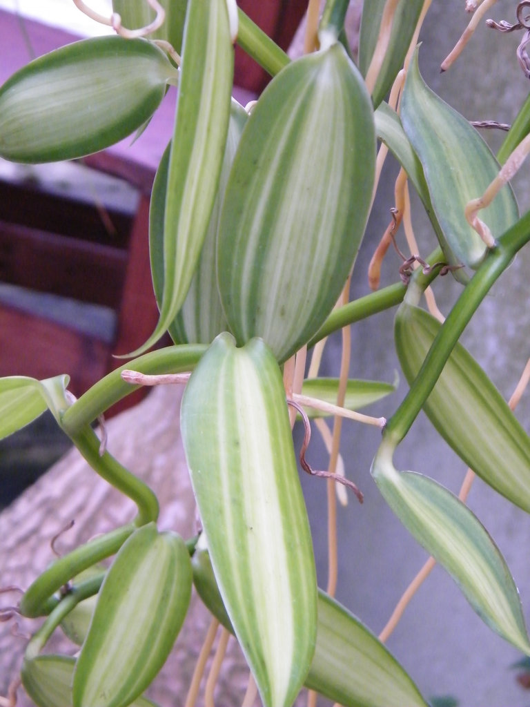 DSCF4133