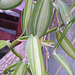 DSCF4133