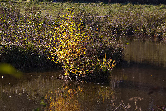 20111015 6649RAw [D-PB] Steinhorster Becken