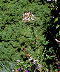 Profil de Cleome hassleriana