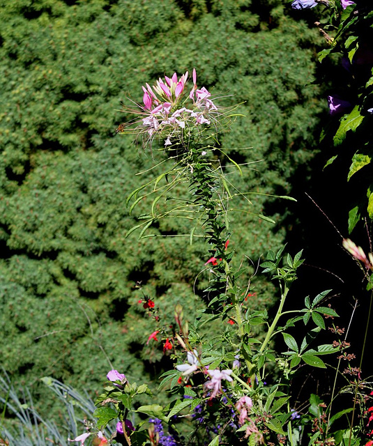 Profil de Cleome hassleriana