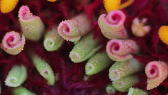 Fleurs tuyautées du capitule de Zinnia