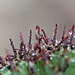 Euphorbia horrida 5
