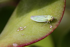 Cicadelle verte