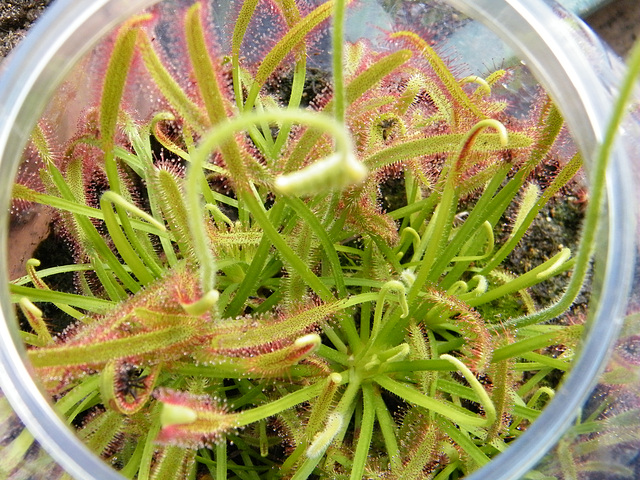 drosera capensis DSCF4141