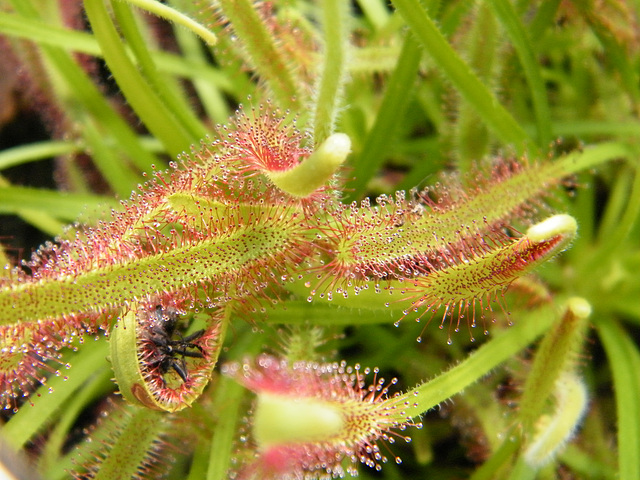 drosera capensis DSCF4142