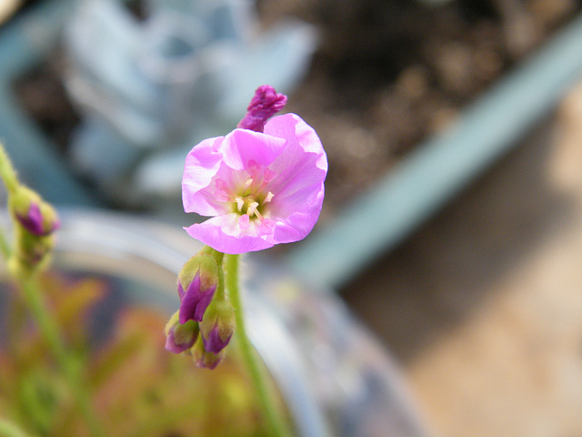 drosera capensis  DSCF4143