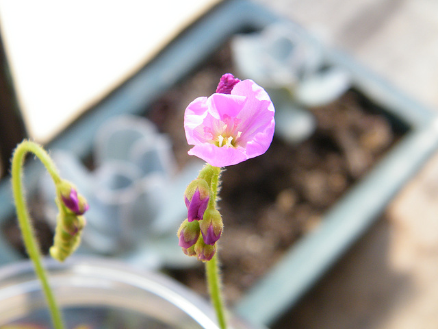 drosera capensis DSCF4145