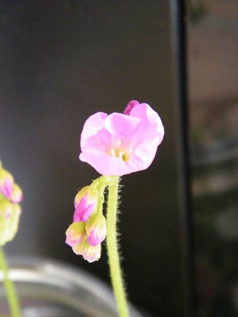 drosera capensis DSCF4152