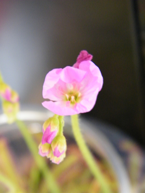 drosera capensis DSCF4153