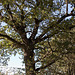 20111015 6641RAw [D-PB] Baum