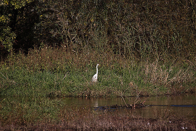 20111015 6633RAw [D-PB] Silberreiher