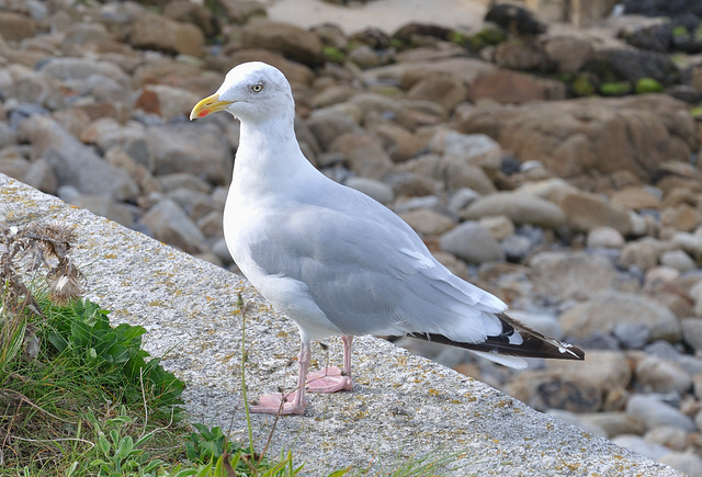 Möw - Sennen, Cornwall 110905