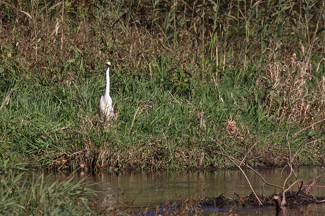 20111015 6630RAw [D-PB] Silberreiher