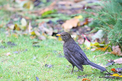 Damp blackbird waiting for the raisin ration